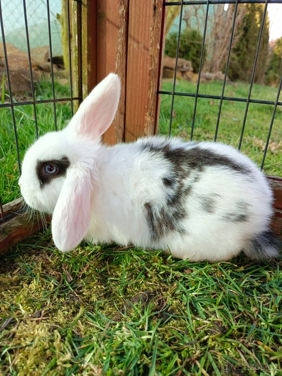 Zakrslý beránek - 3