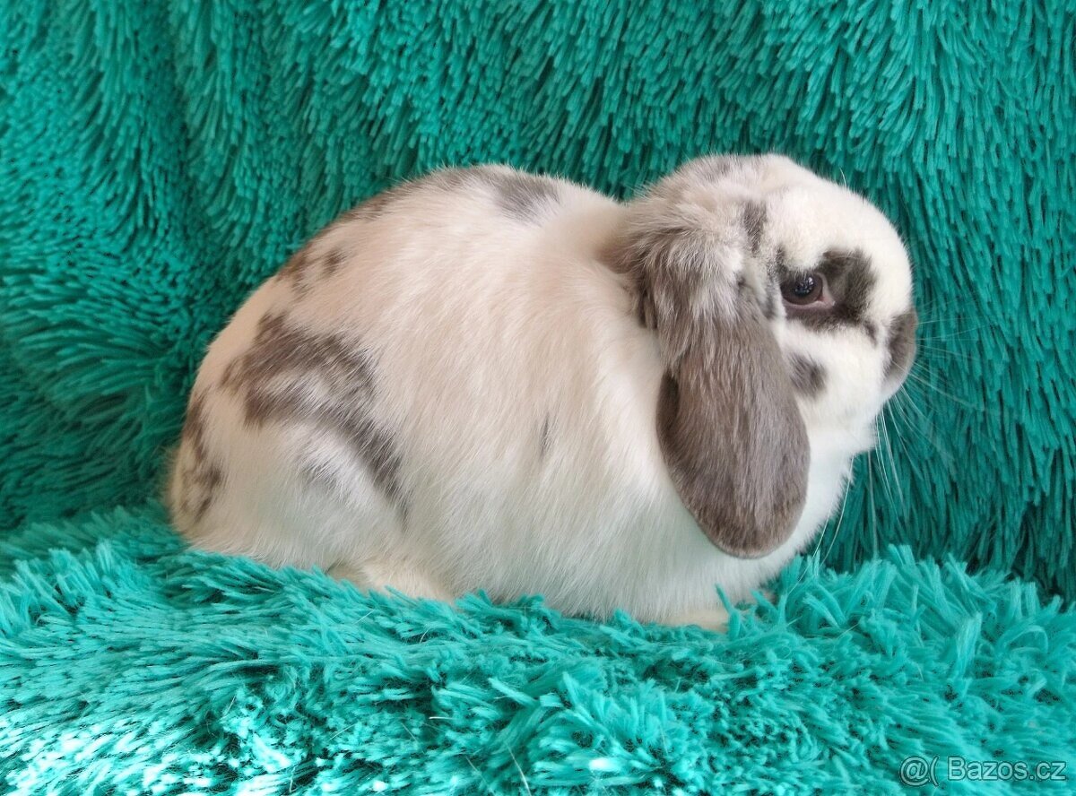 minilop - samička - 3