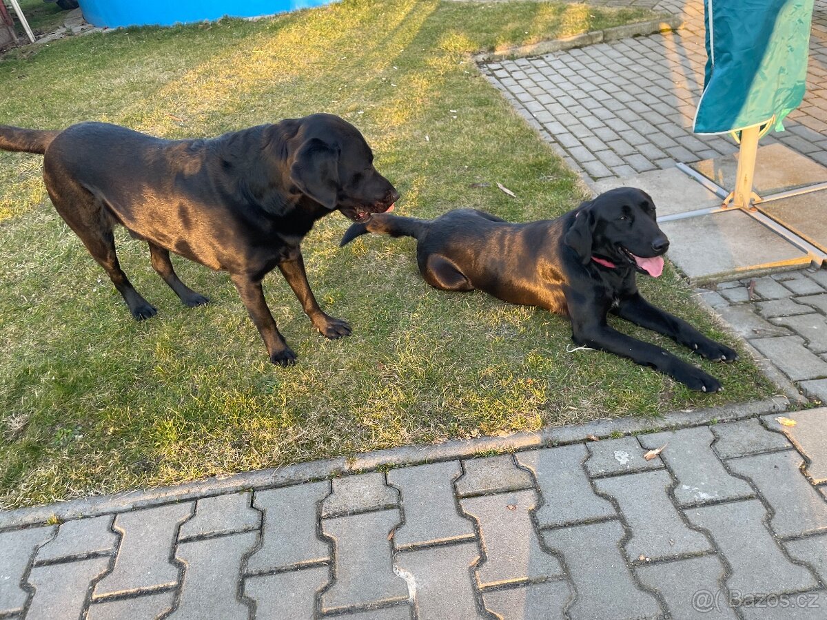 Labrador - štěnata - 3