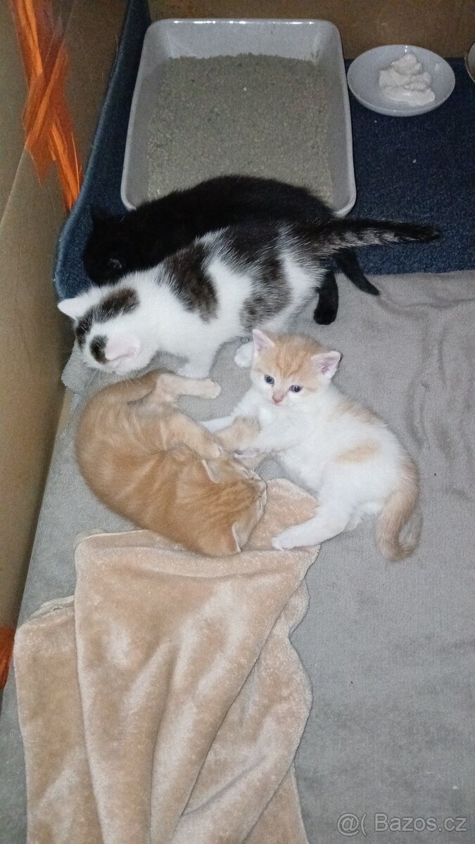 Koťátka Britská modrá - 3