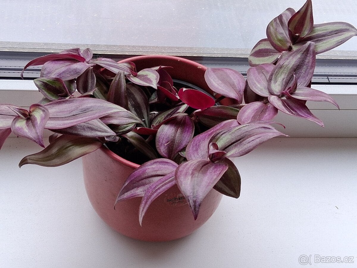 Květina v aranži. - 3