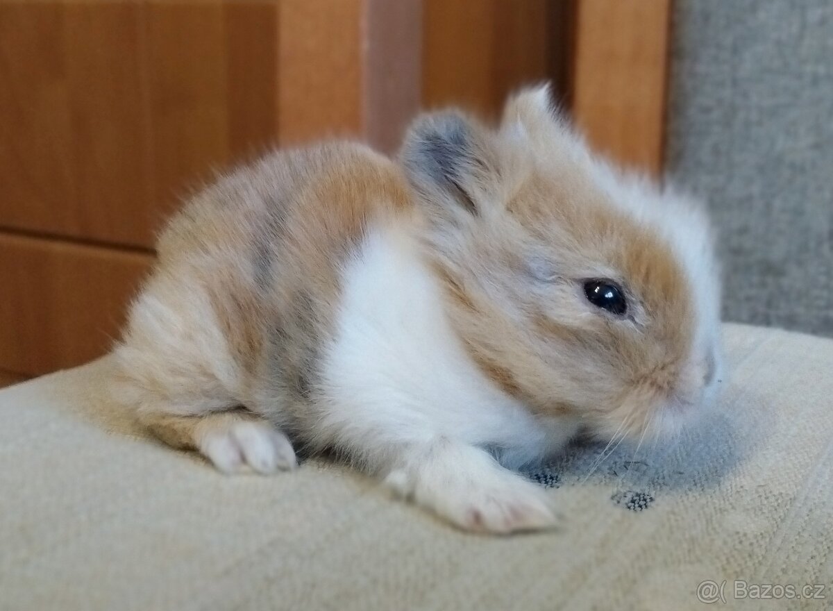 Zakrslý Teddy králík, králíček - 3