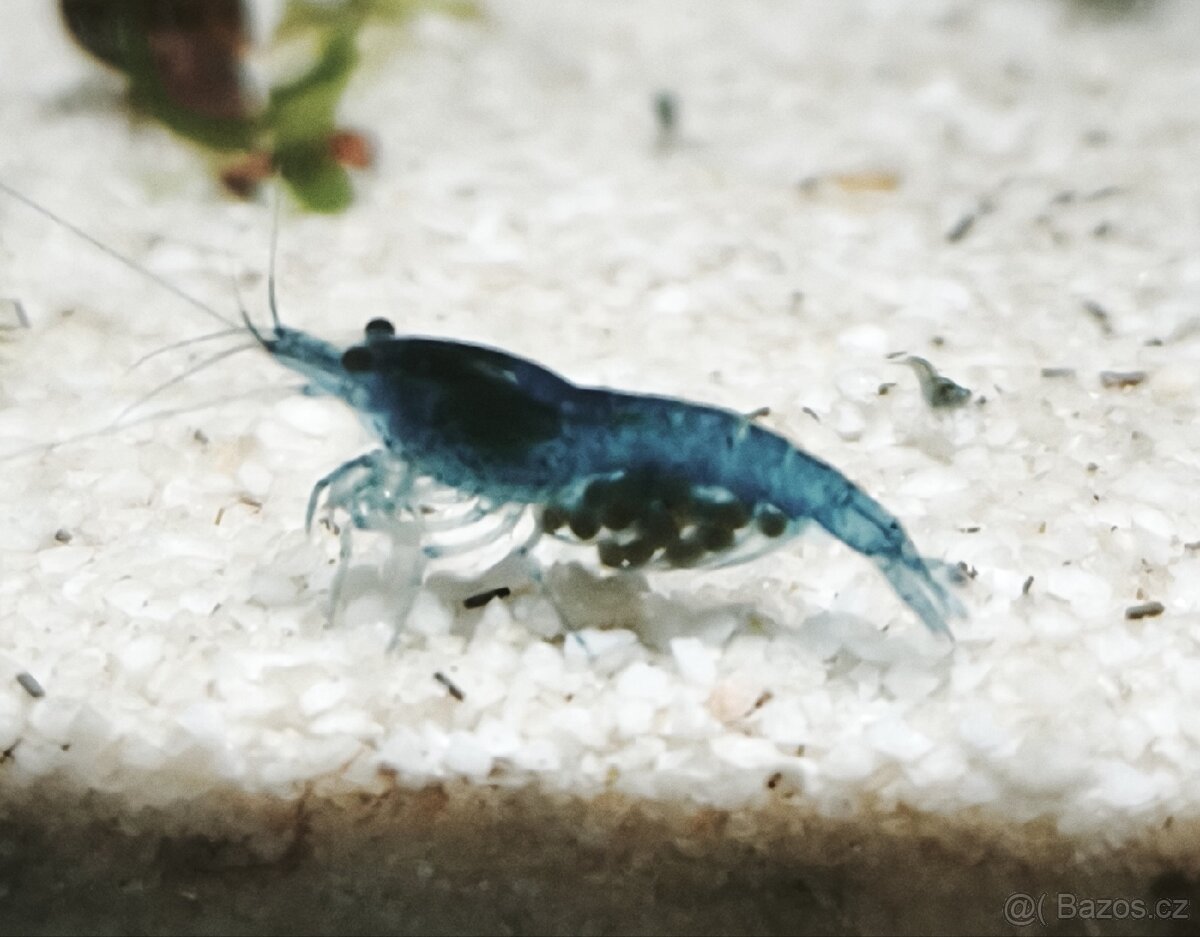 krevetky blue dream / blood mary - 3