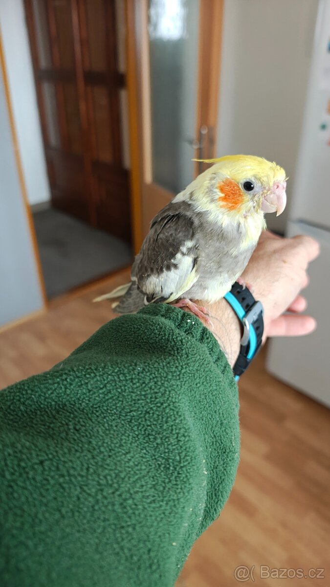 Ručně dokrmené Korely chocholaté. - 3