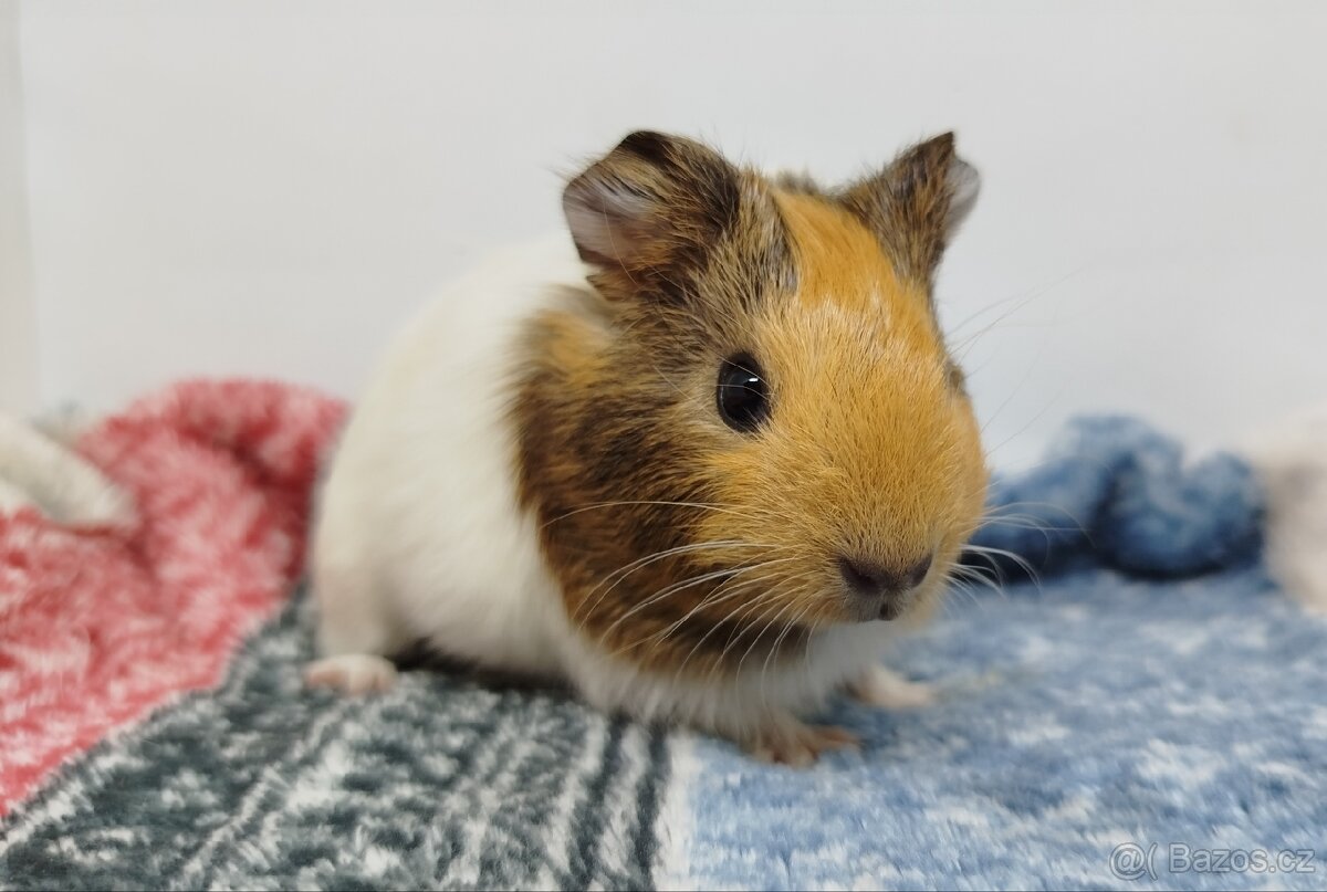 Morče, Morčata, Morčátko, Morčátka - SAMIČKY - 3