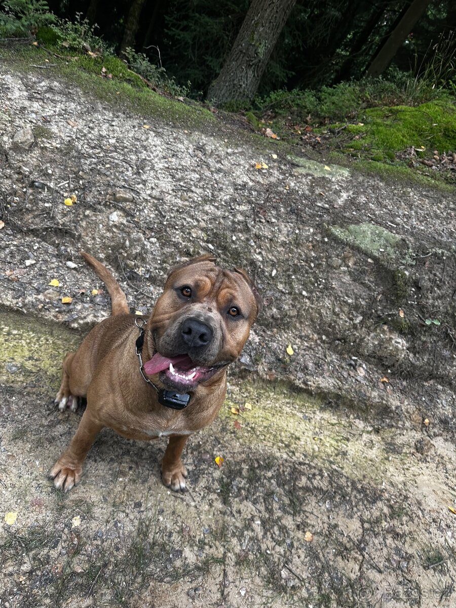 schanim fenu ke kryti - 3