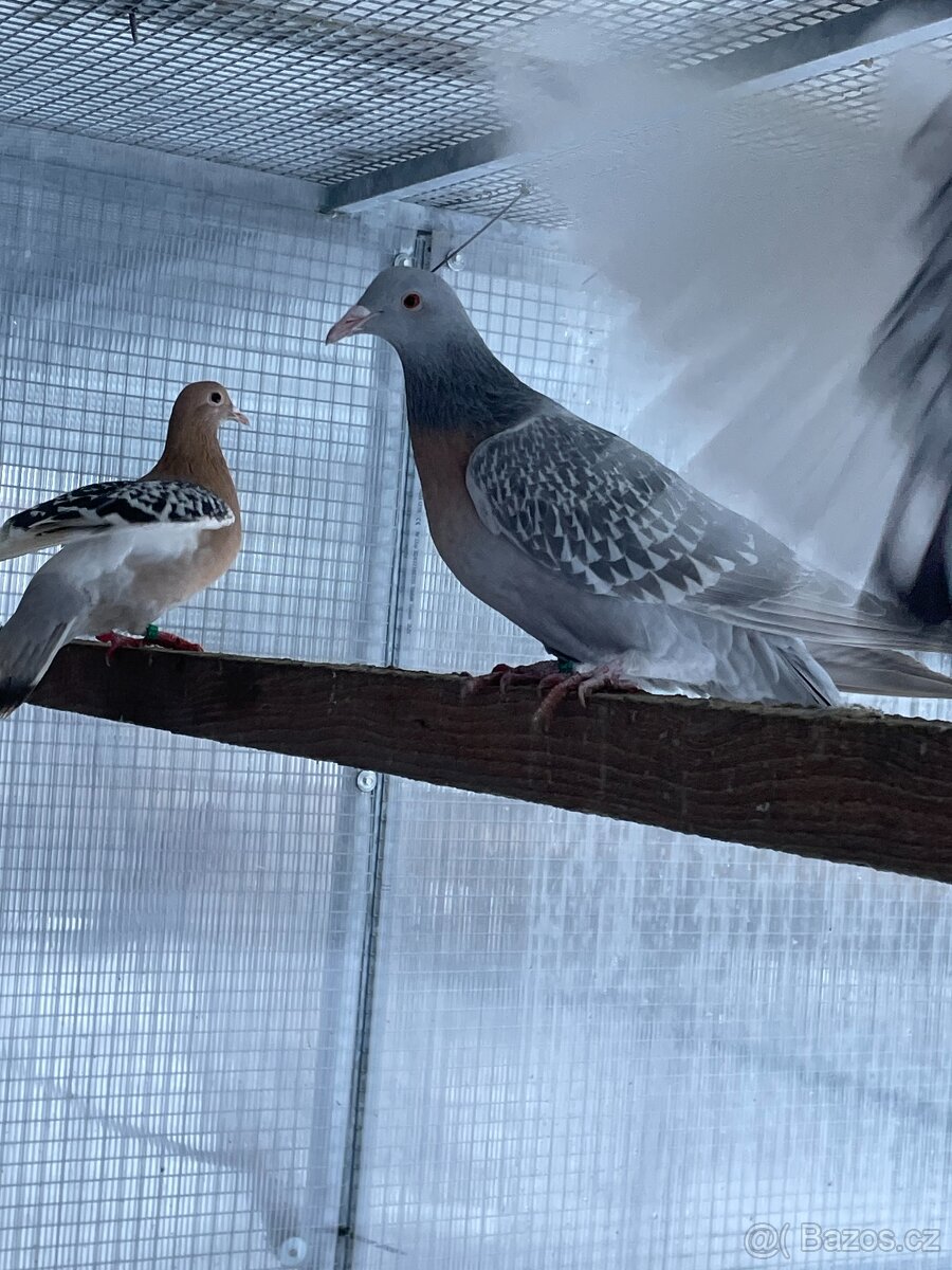 Koburský skřivan - 3