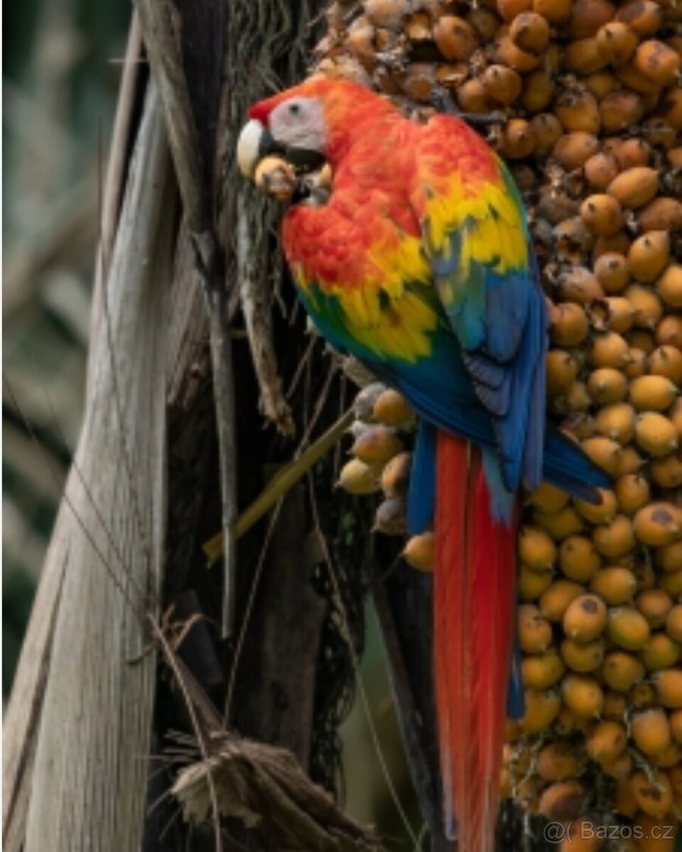 Palmové ořechy plody - 3