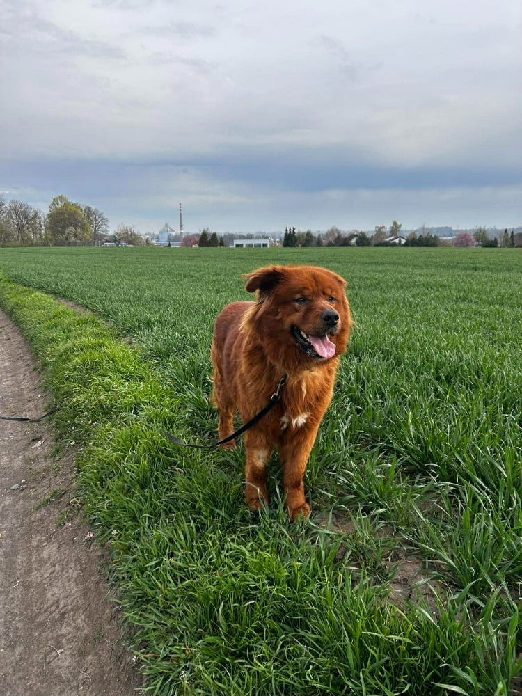 Chundelatý Brit - 3