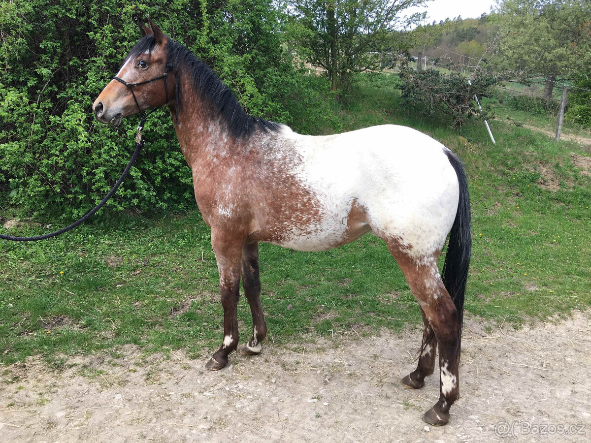 Dvouletá klisna Appaloosa - 3
