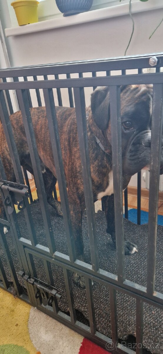 Velmi kvalitní klec pro psy - 3