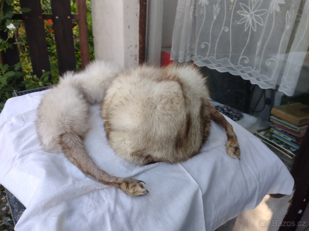 čepice a límec z lišky - 3