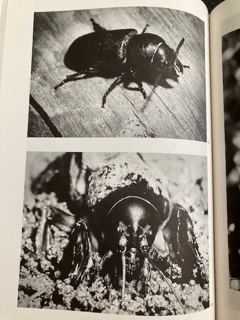 OBRÁZKY Z ŘÍŠE HMYZU - 3