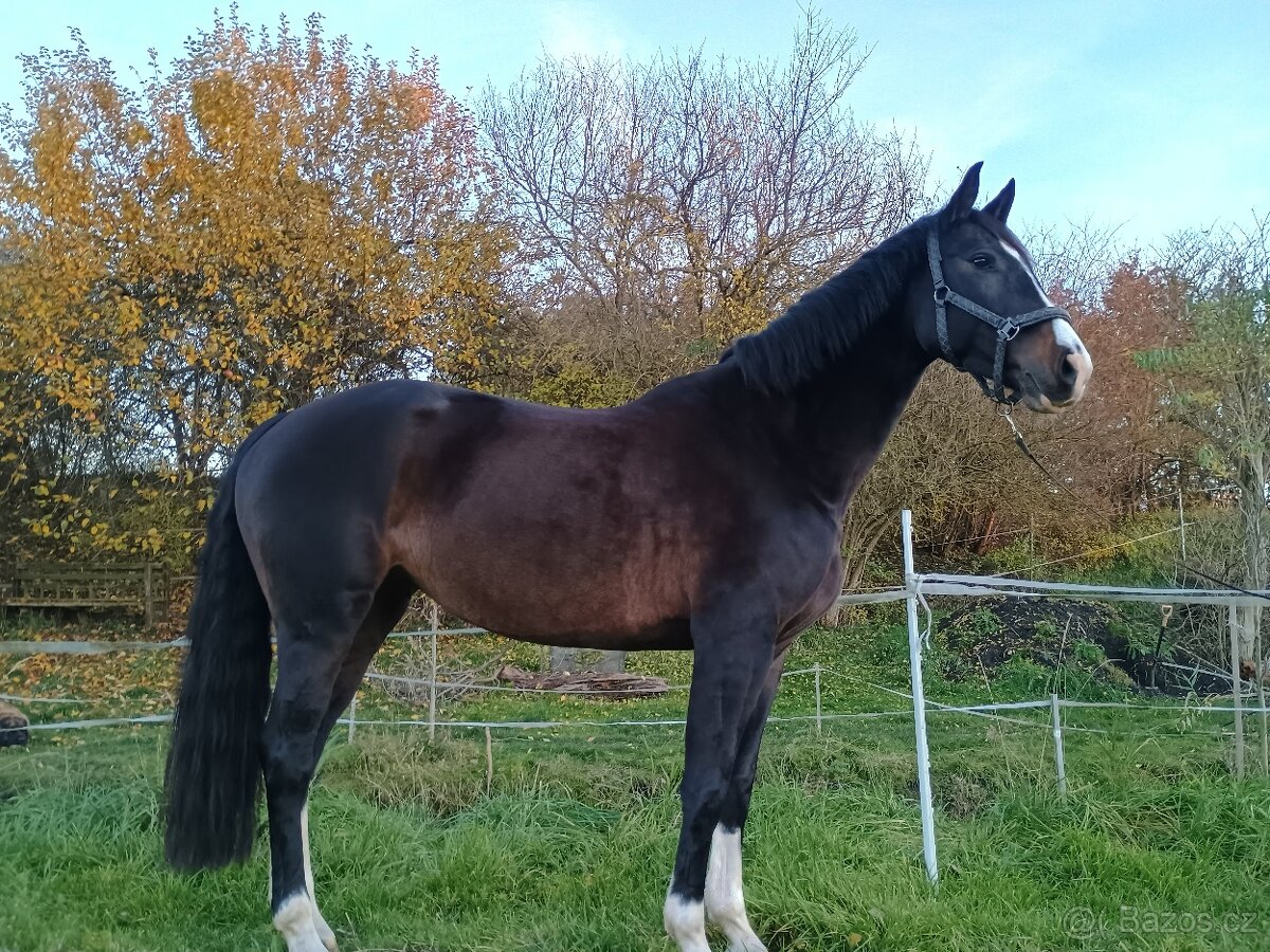 Klisna do sportu a na rekreaci - 3