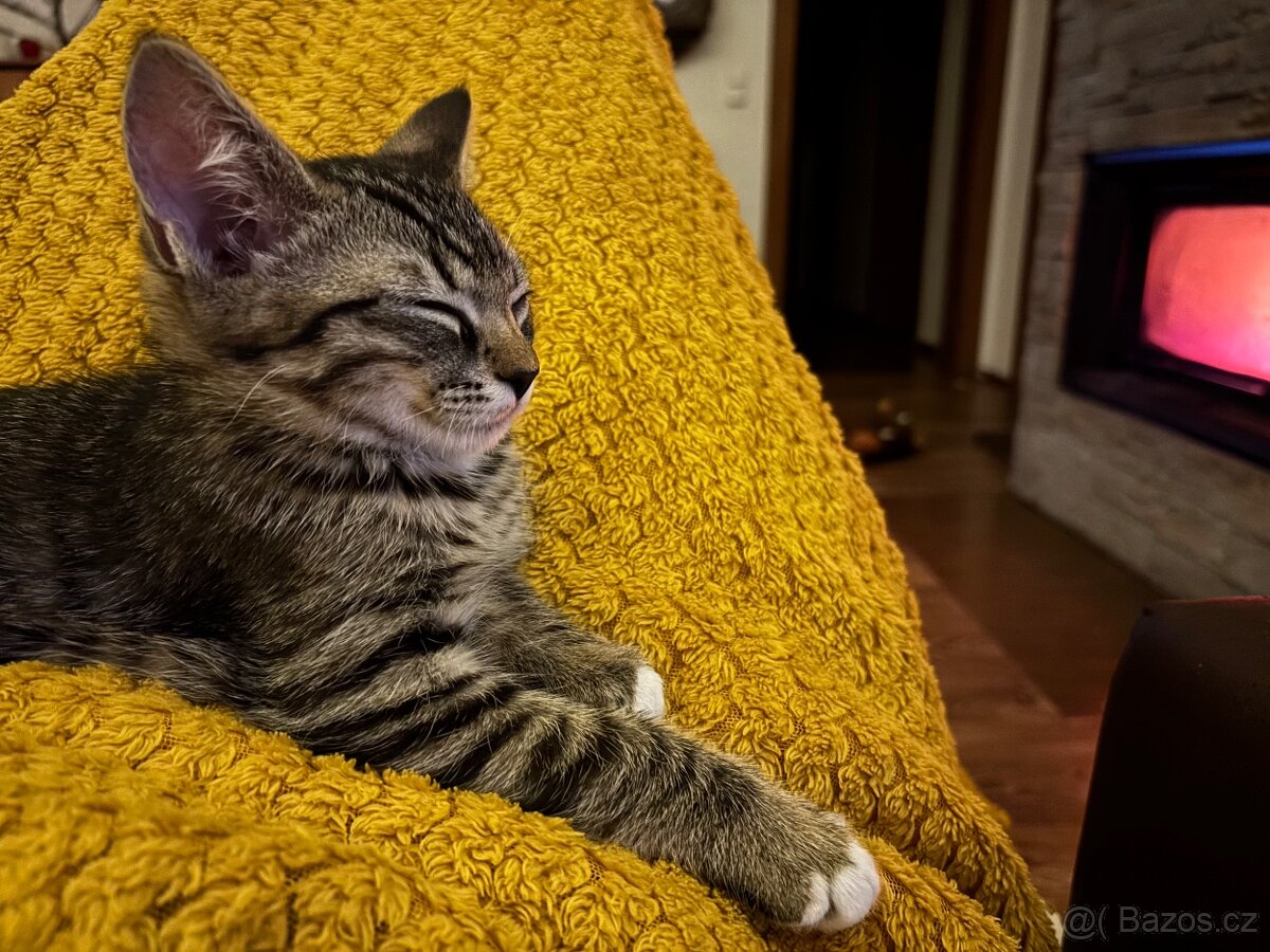 Hledám domov pro kotě - 3