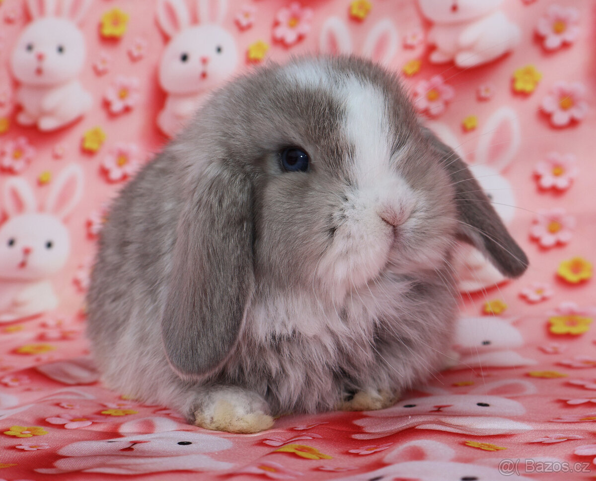 Zakrslí beránci NHD modrá očka . - 3