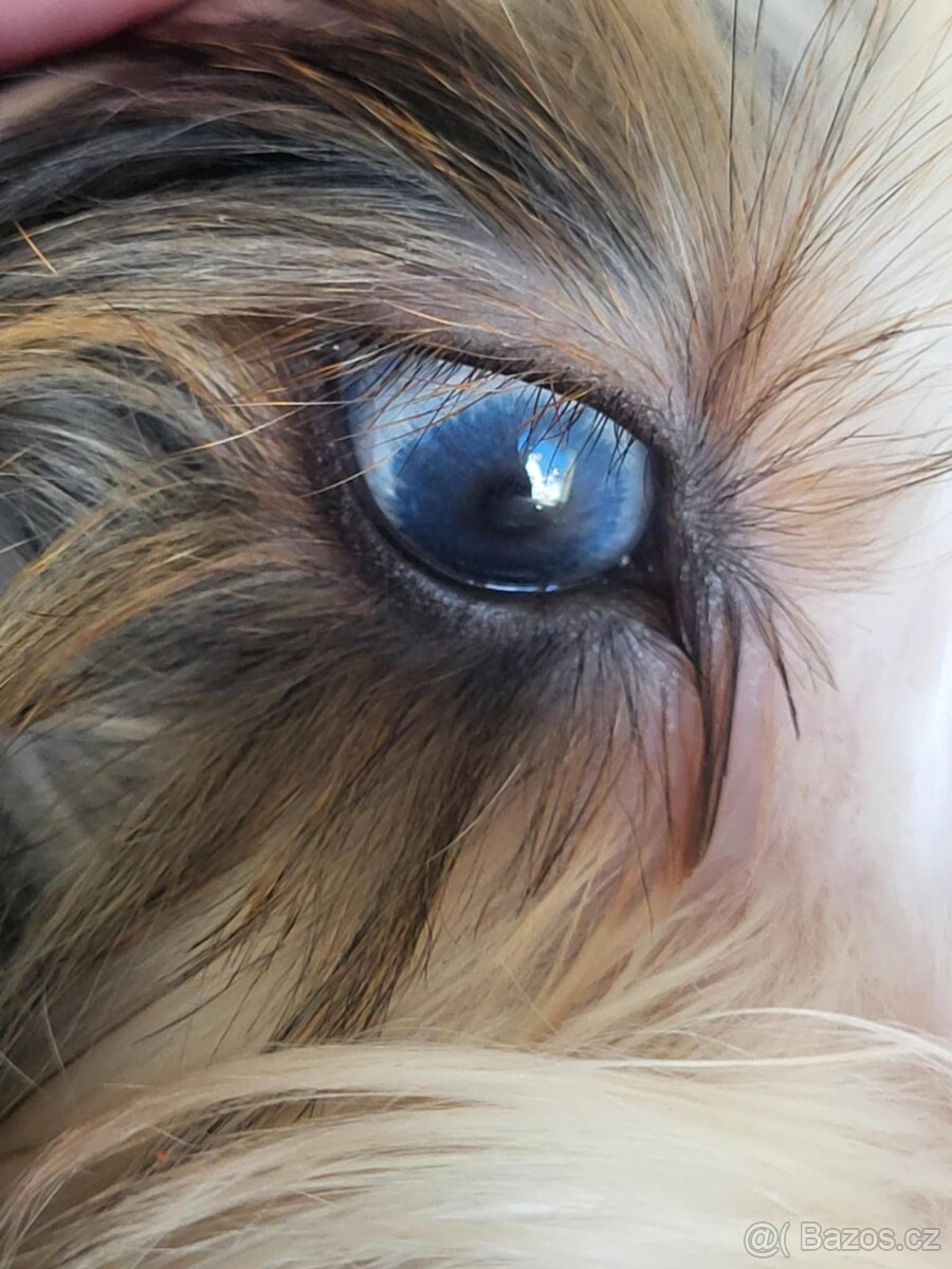 Jorkšírský teriér biewer - 3