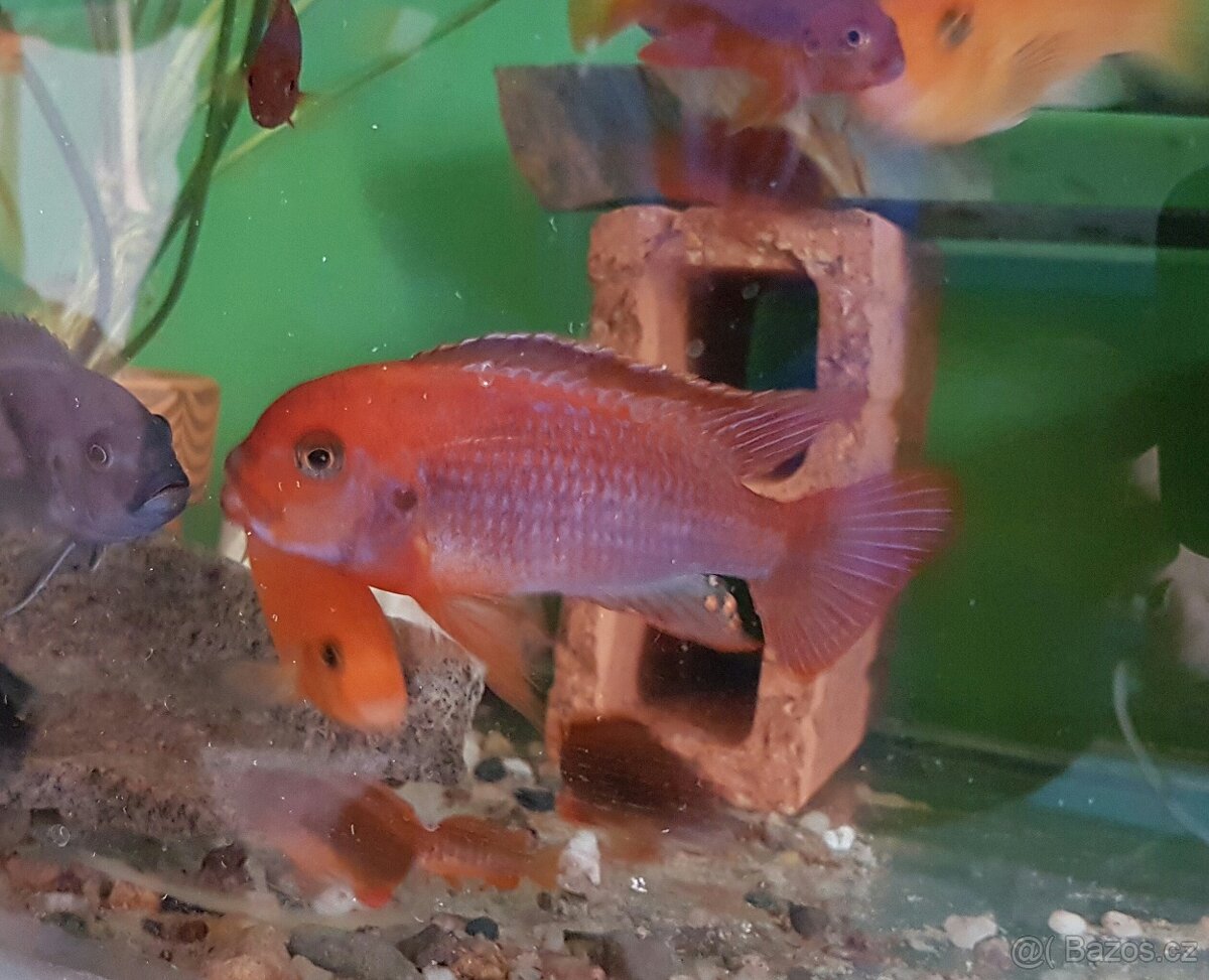 Prodám tlamovce z jezera Malawi - 3