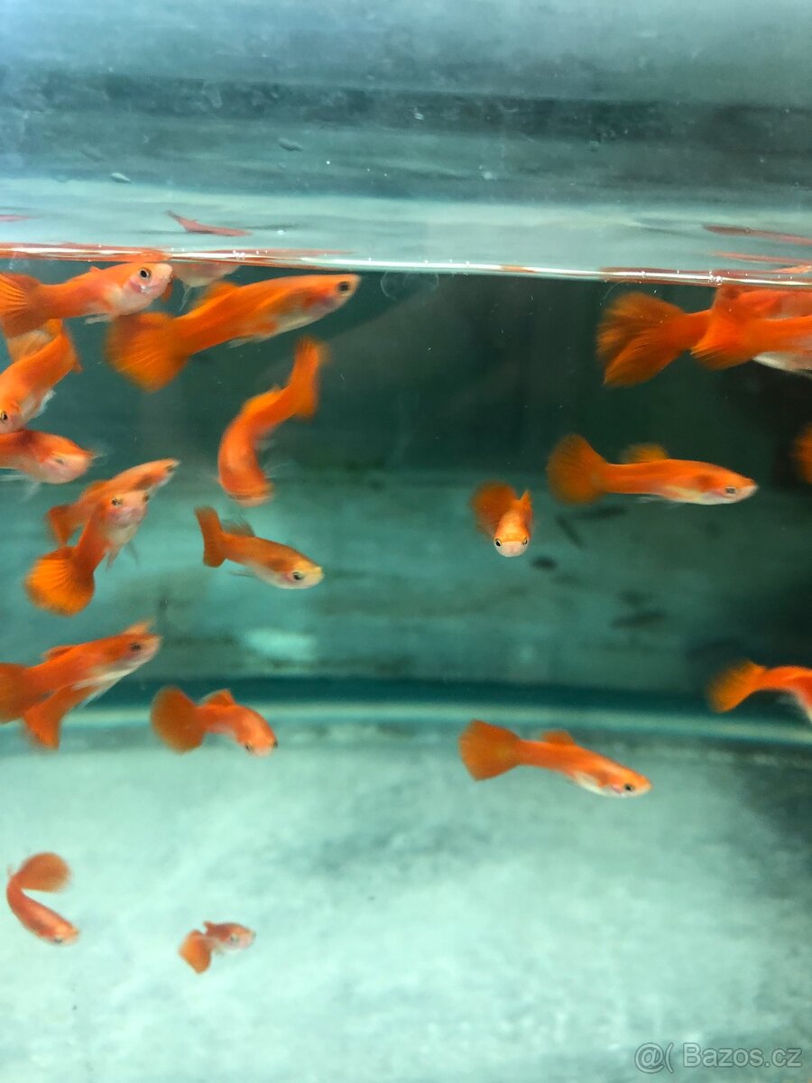 Nedělní prodej Akvarijních ryb - 3