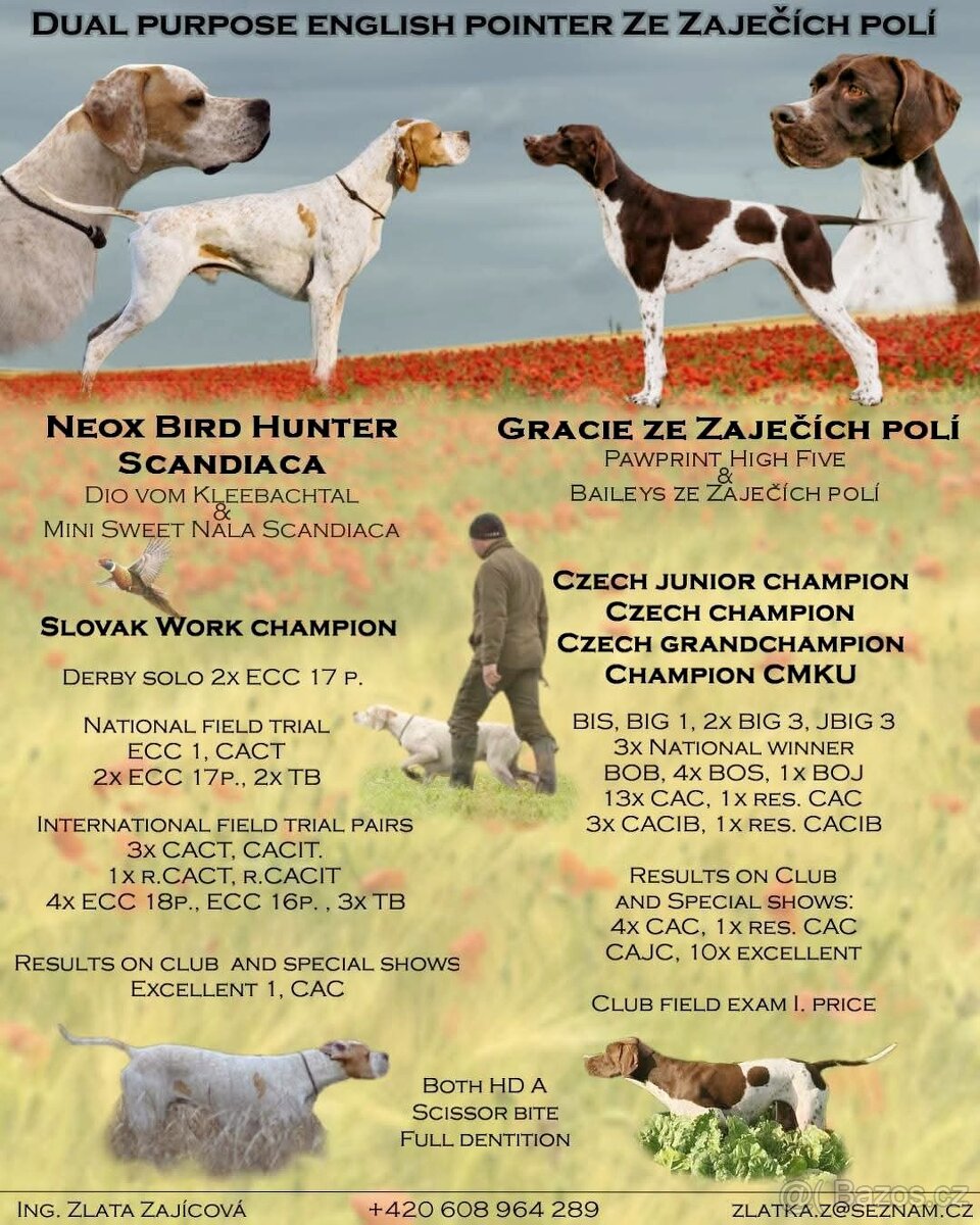 Štěňata anglický pointer - 3