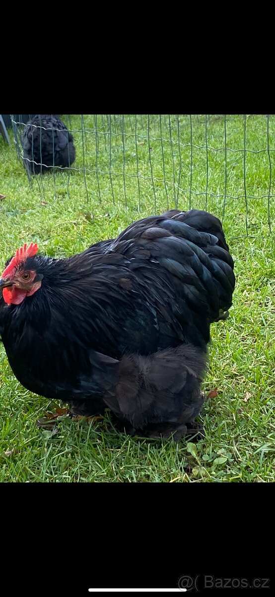 Slepice - kočinky - 3