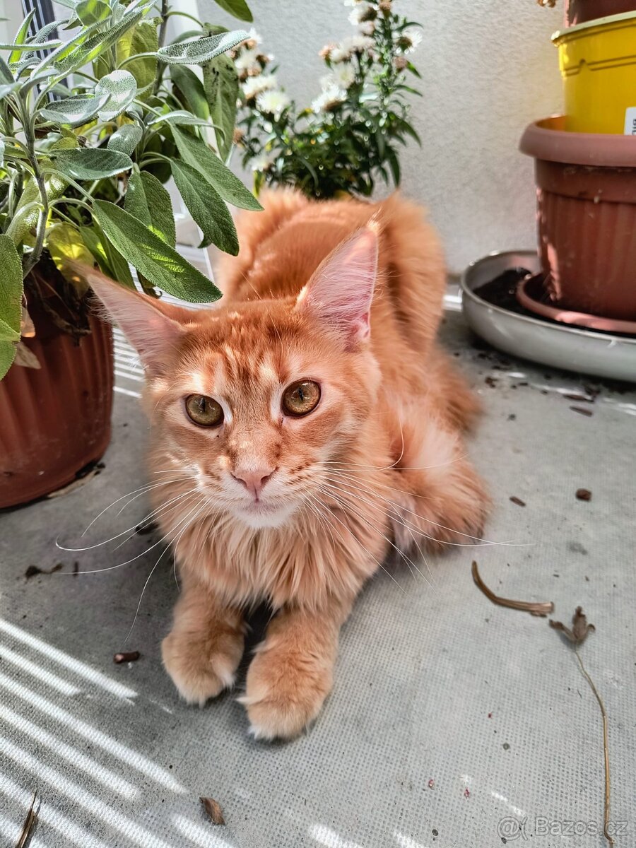 Mainské mývalí kočky s PP - 3