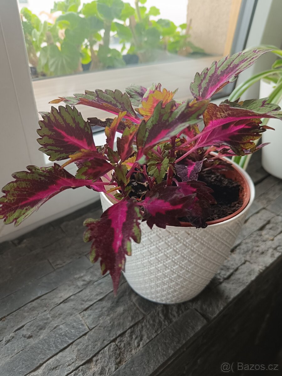 Pokojové rostliny 3ks - 3