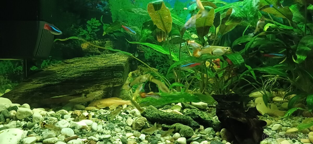 Nabízím Rybičky_Paví Očko_Gupka - 3