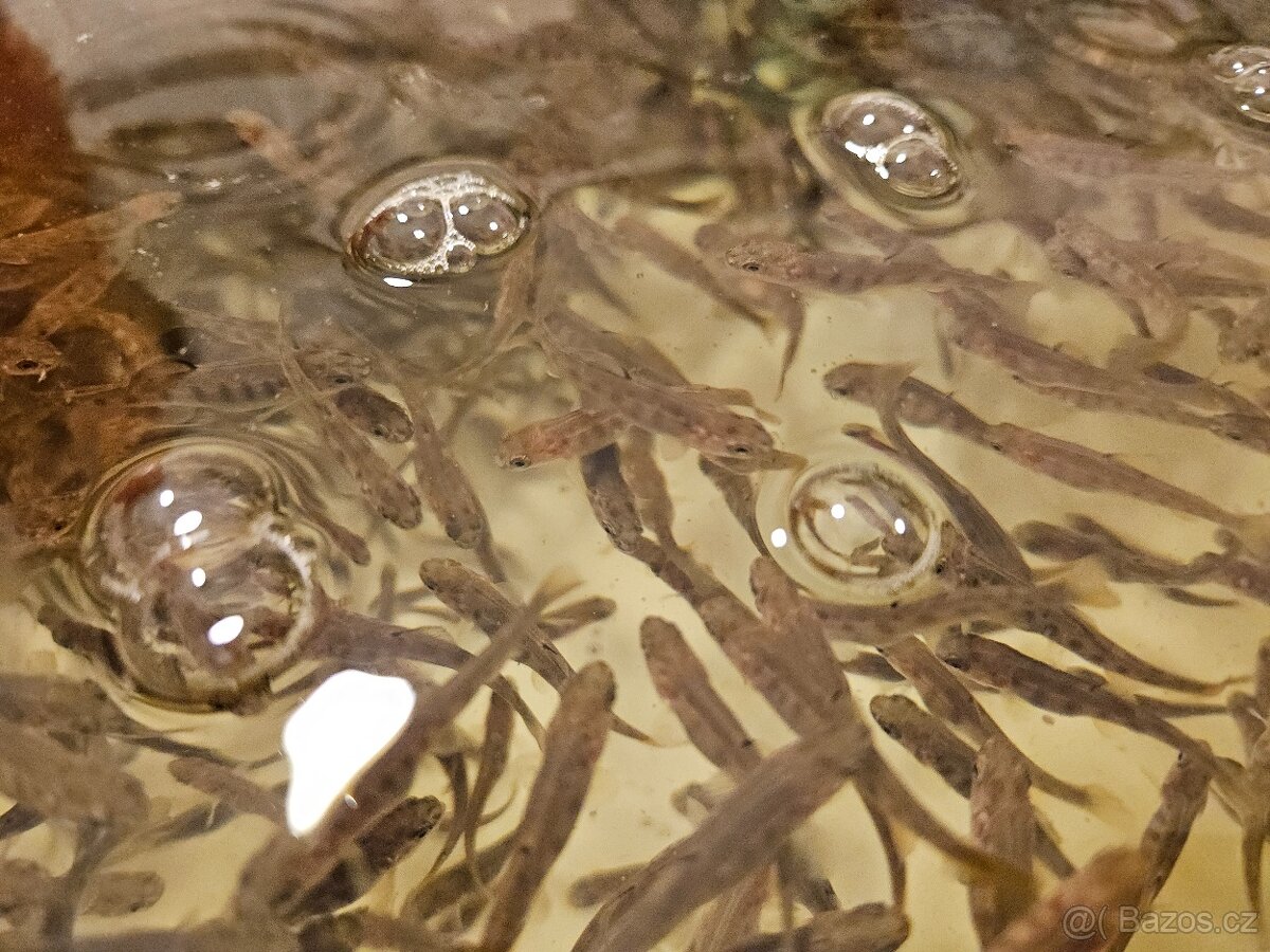 Prodám plůdek pstruha duhového - 3