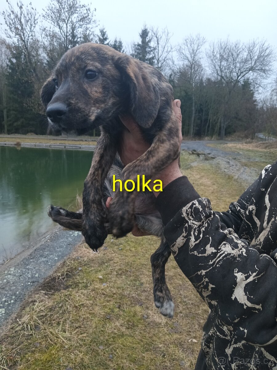 Poslední Vánoční štěňátka - 3