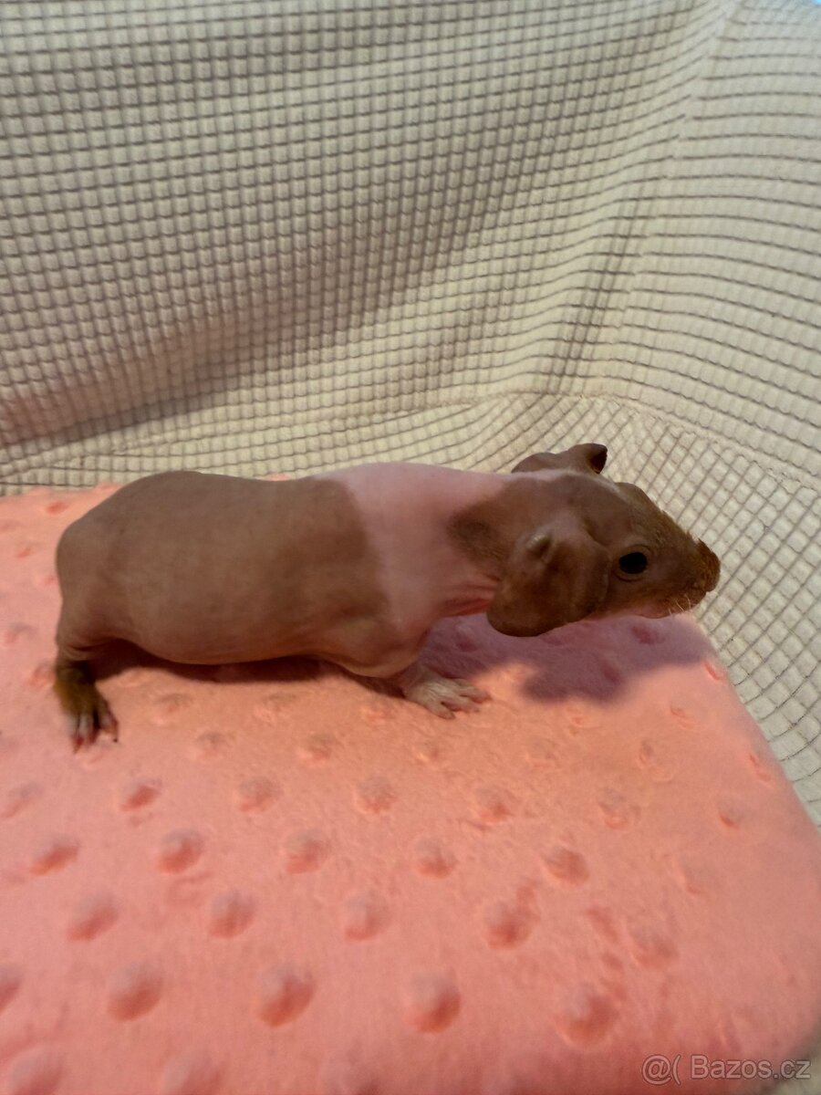 Skinny morče samec s PP - 3