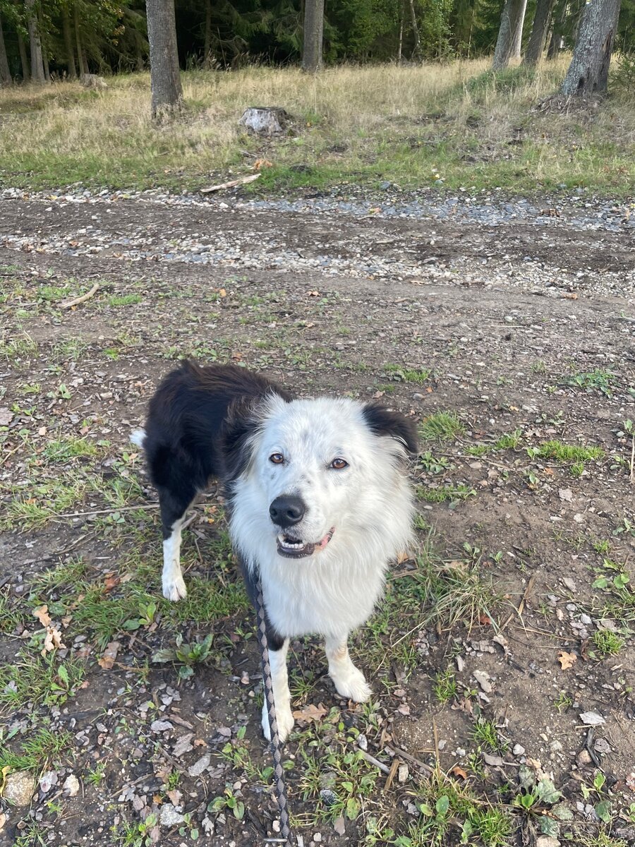 Cash - hledáme nový domov - 3