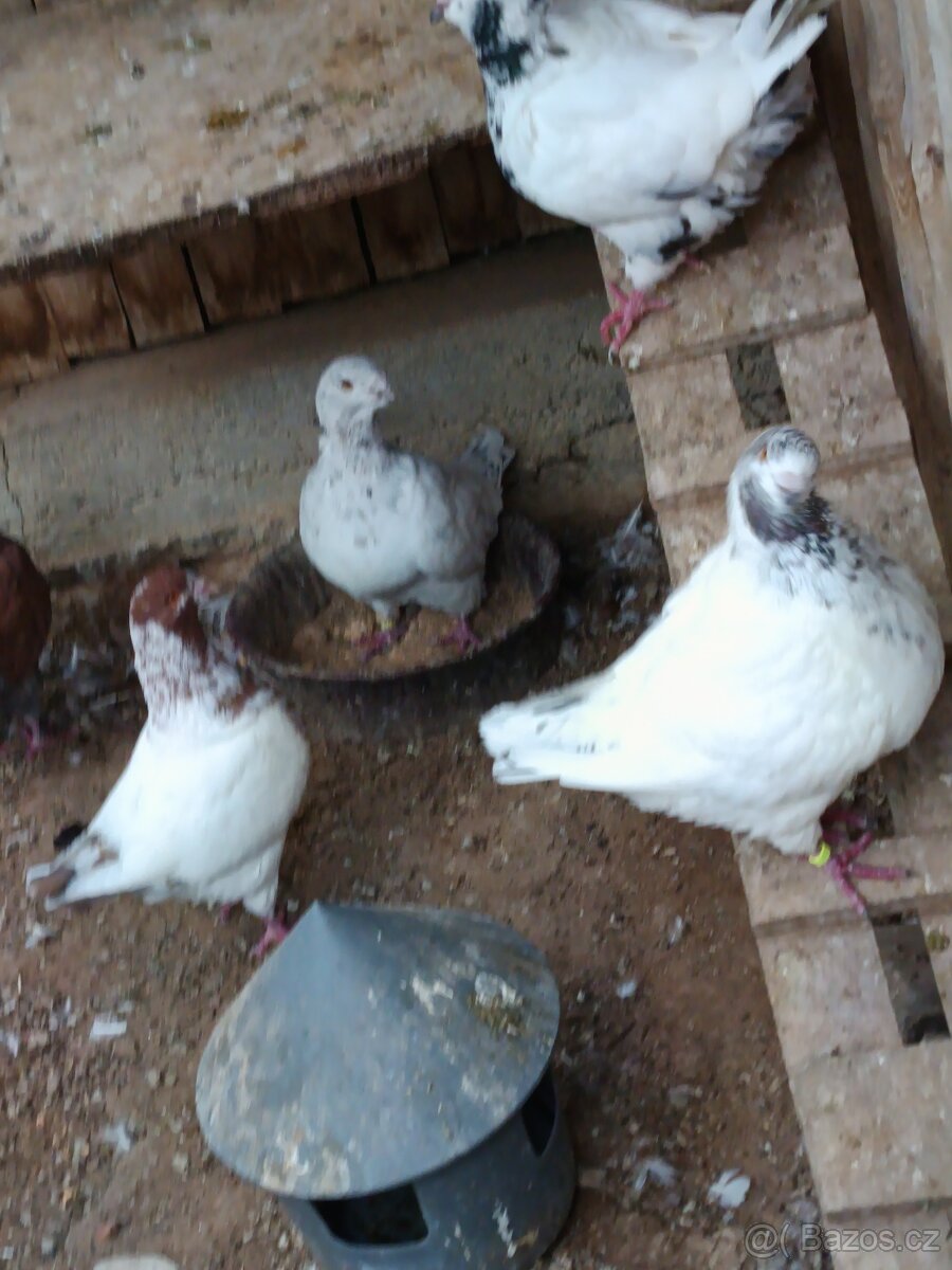 Holub king - 3