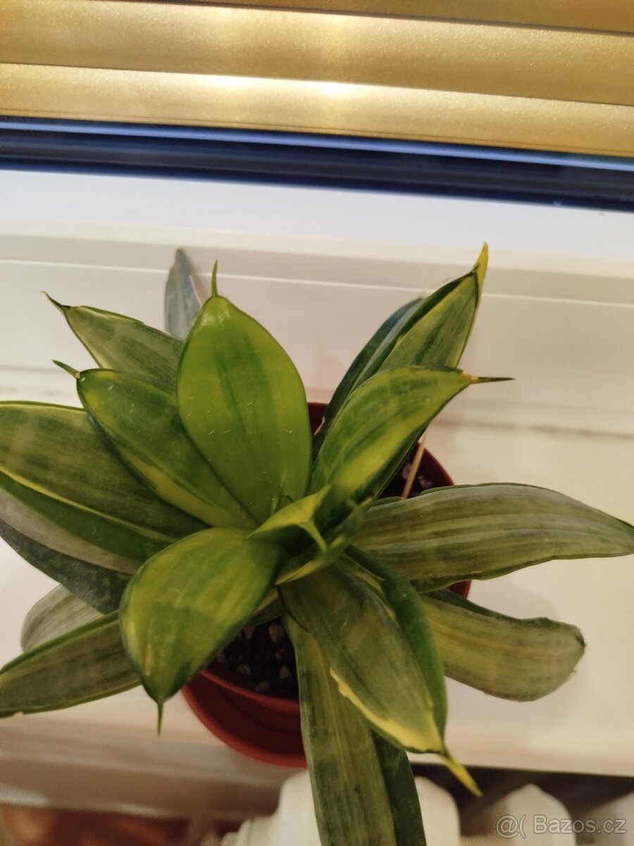 Sansevieria Silver Frost - 3