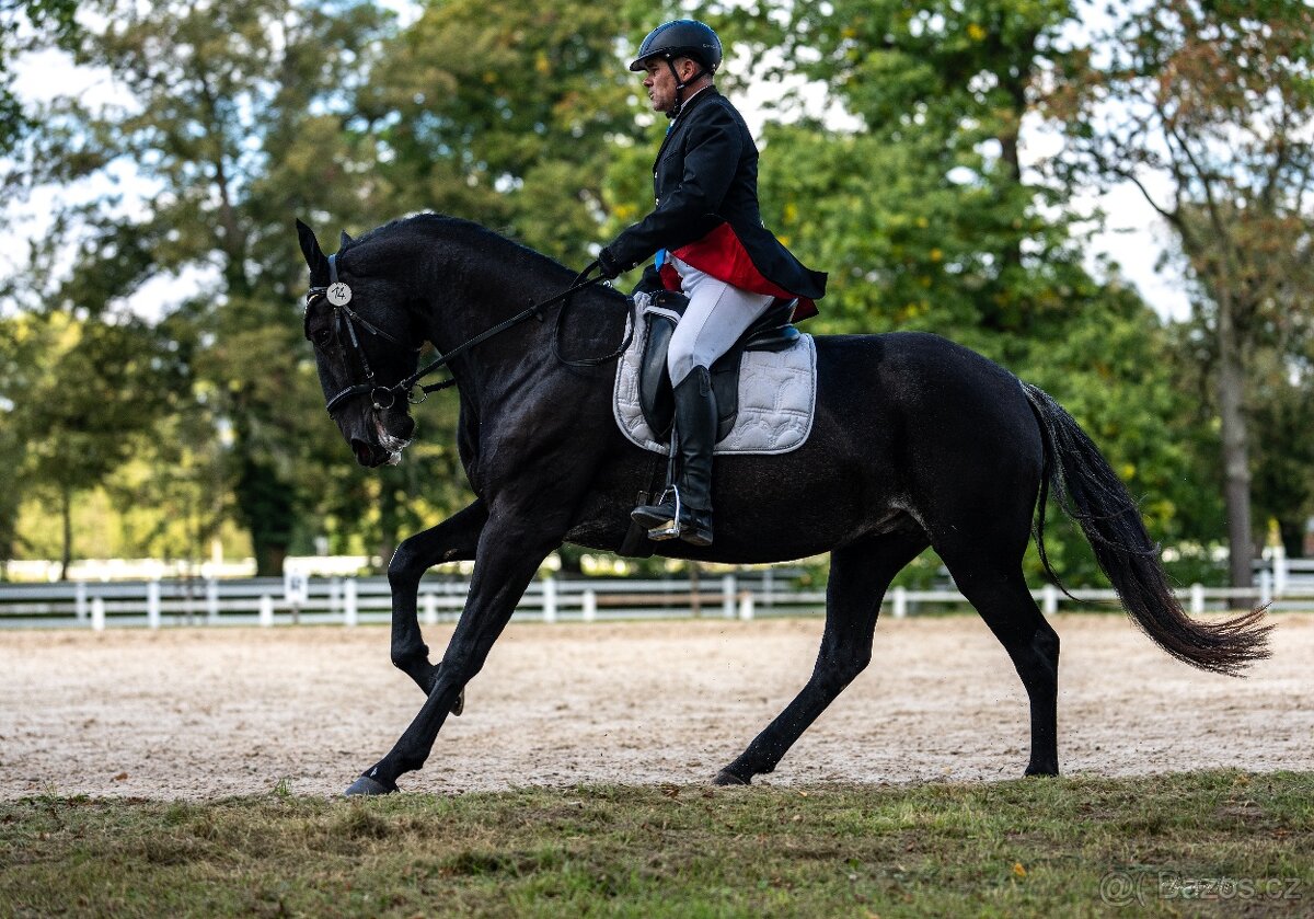 Starokladrubské klisny - 3