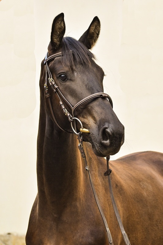 Tříletý drezurní valach - 3