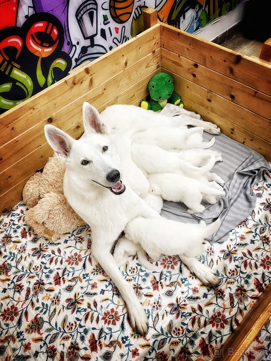 Bílý švýcarský ovčák s PP-štěně - 3