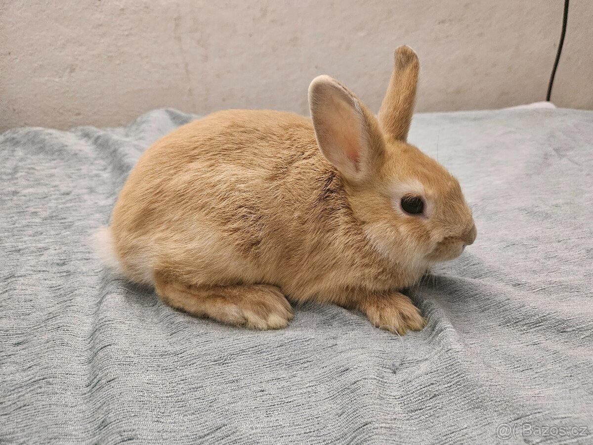 Zakrslý králíček - 3