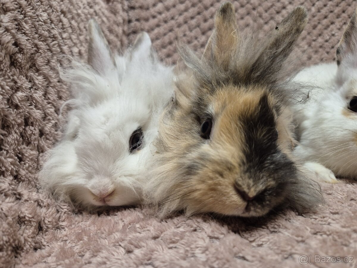 Zakrslí králíčci - 3
