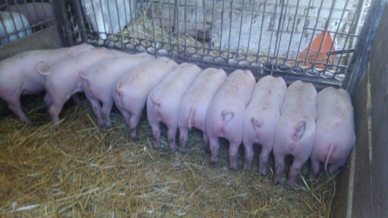 Kvalitní selata na výkrm — cca 20 kg - 3
