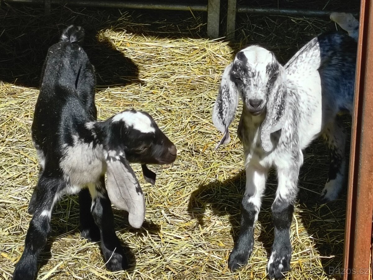 100% AN kozička - 3