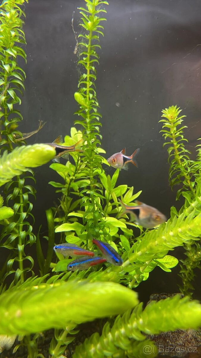 Prodám skvělé akvárko pro rybičky Fluval Flex 57 L - 3