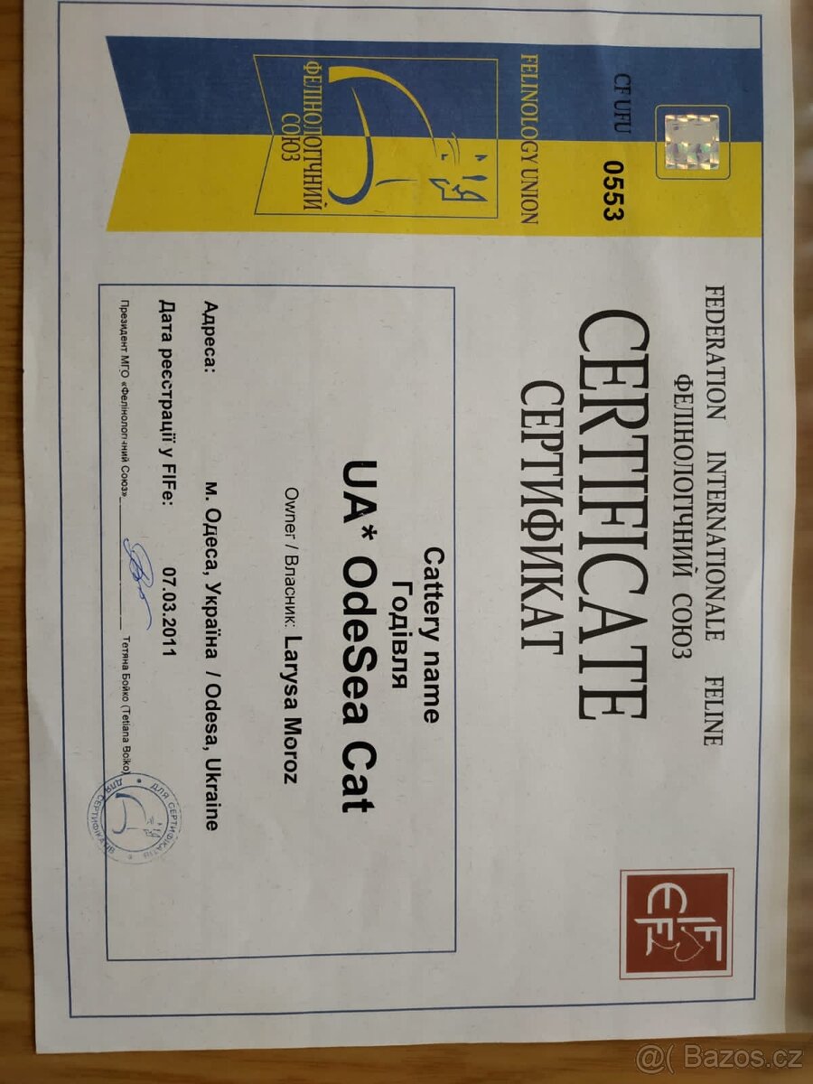 mainská mývalí kočka - 3