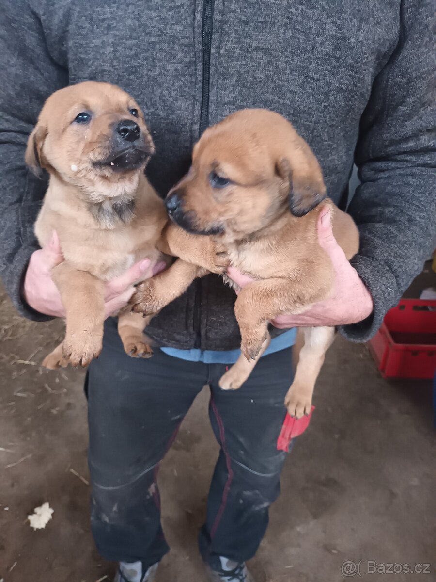 Štěňata - 3