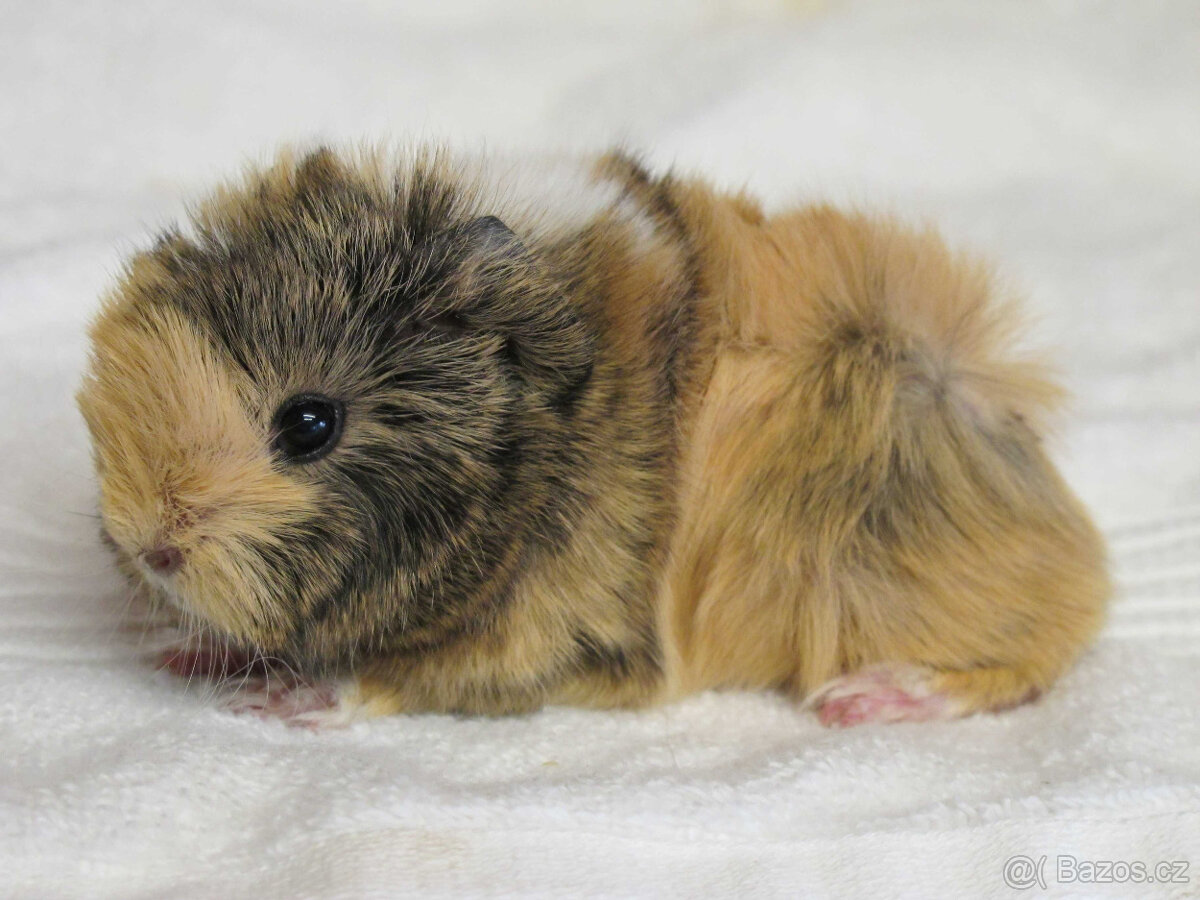 Morče peruánec - 3