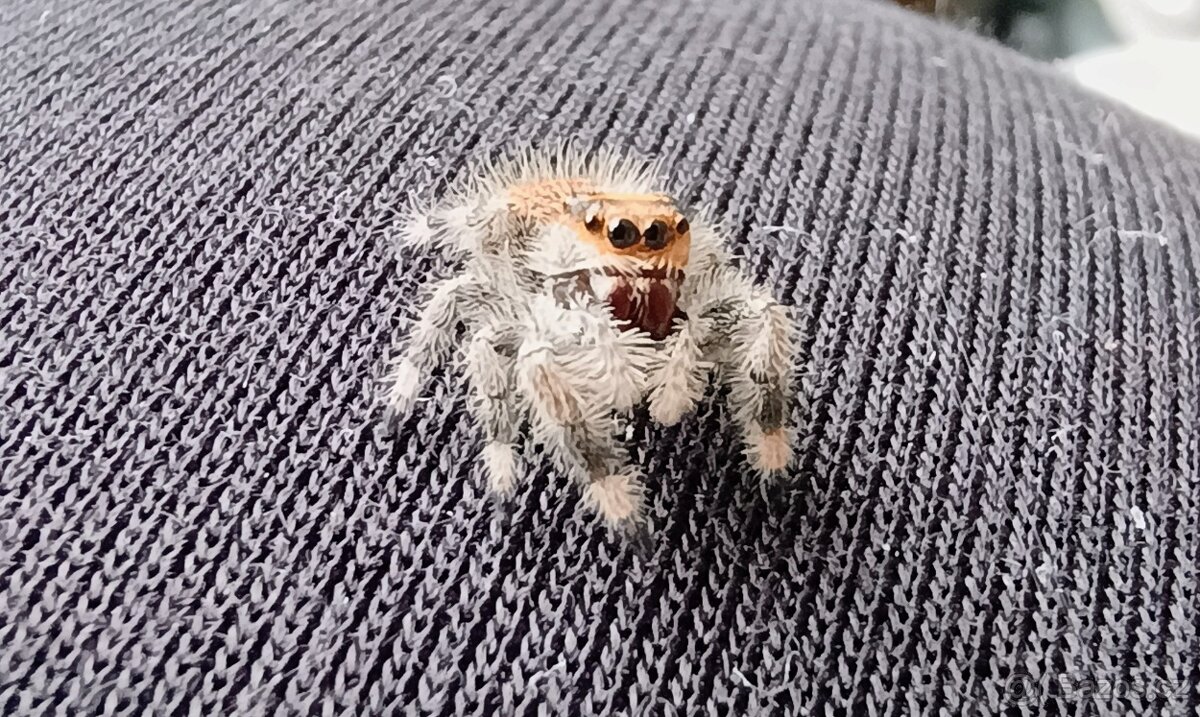 Skákavka královská - Phidippus regius - 3