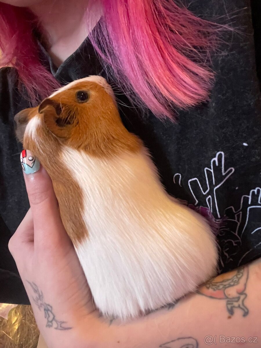 Morčátka i s klecí zdarma - 3