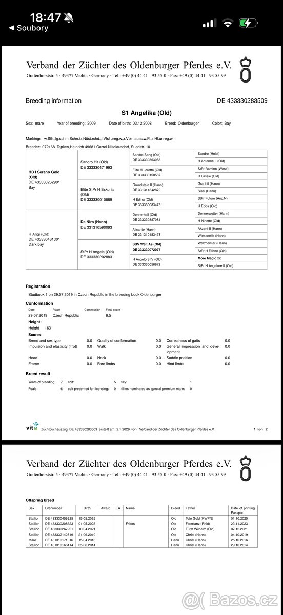 Chovná vysokobřezí klisna - 3