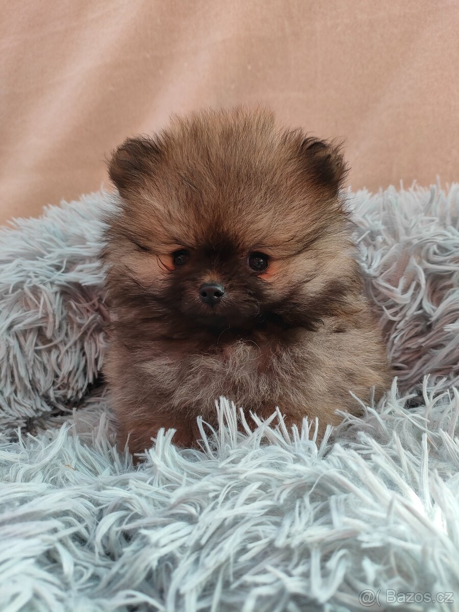 Pomeranian mini - 3