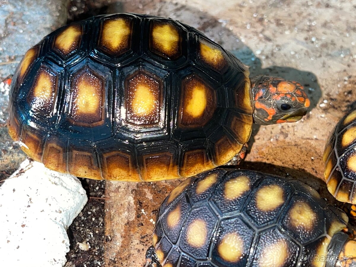 Mláďata - želva uhlířská - 3